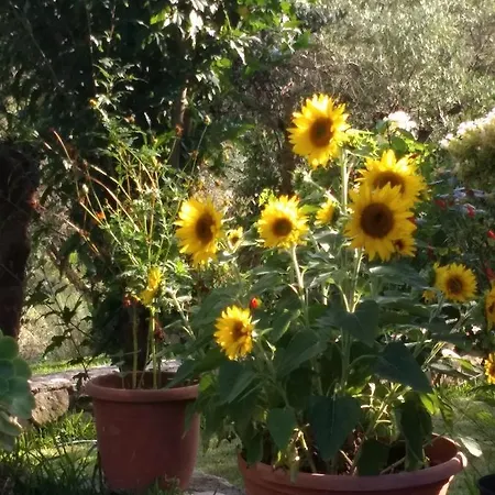 Volidiera Guest house *