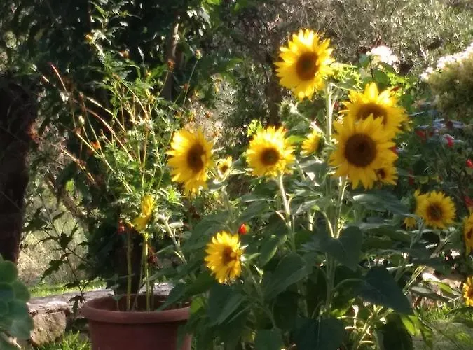 Volidiera Guest house 4*